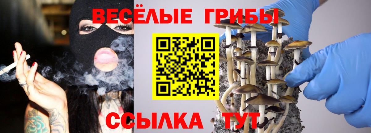 Чистополь  Галлюциногенные грибы Psilocybe  Вход с VPN 